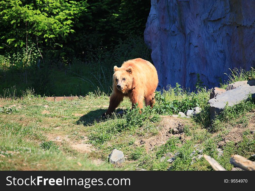 A photo of kodiak brown bear. A photo of kodiak brown bear