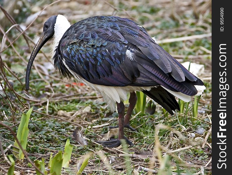 Straw-necked ibis. Latin name - Threskiomis spinicollis. Straw-necked ibis. Latin name - Threskiomis spinicollis.