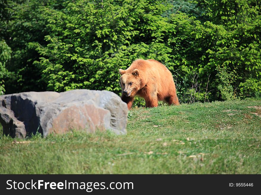 A photo of kodiak brown bear. A photo of kodiak brown bear