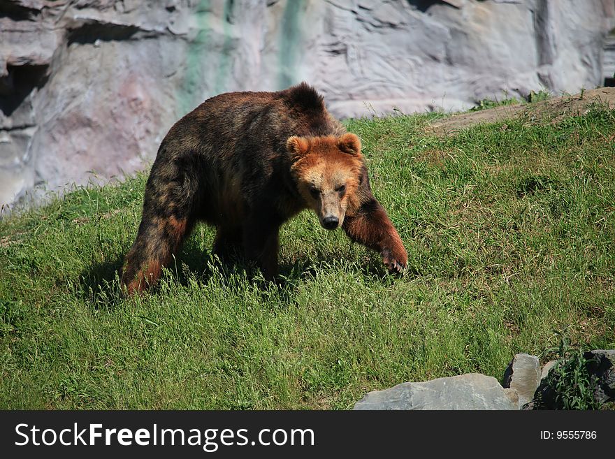 A photo of kodiak brown bear. A photo of kodiak brown bear