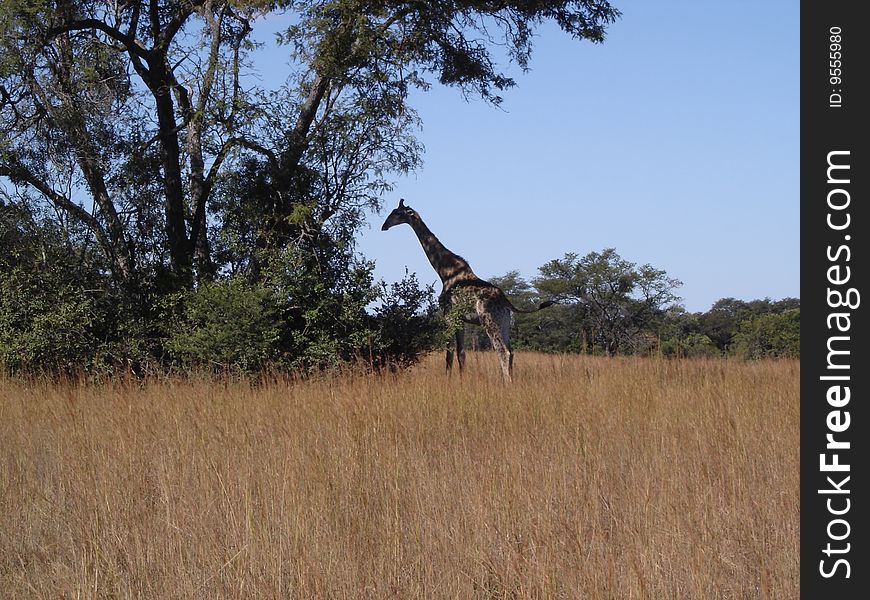 A giraffe eating the leaves of a tree while camouflaged with the bush behind it. A giraffe eating the leaves of a tree while camouflaged with the bush behind it.