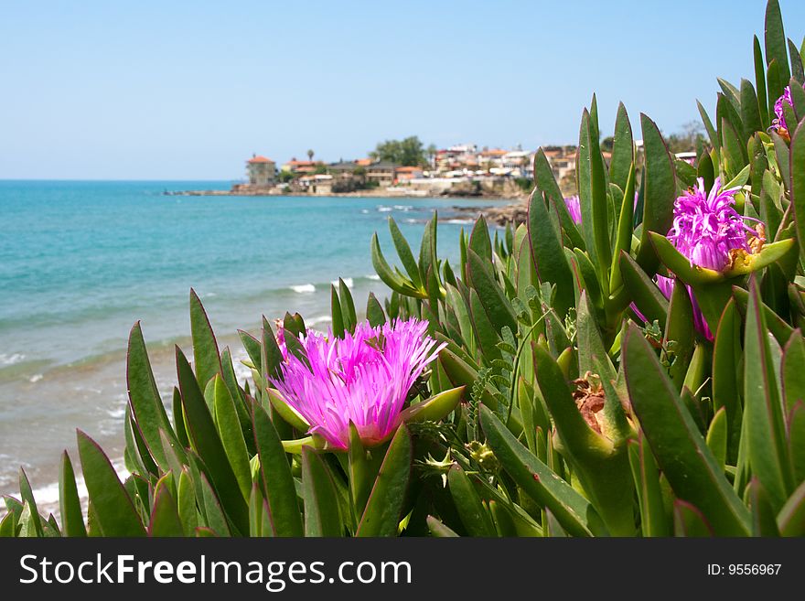 Seaside town. pink flowers in the foreground