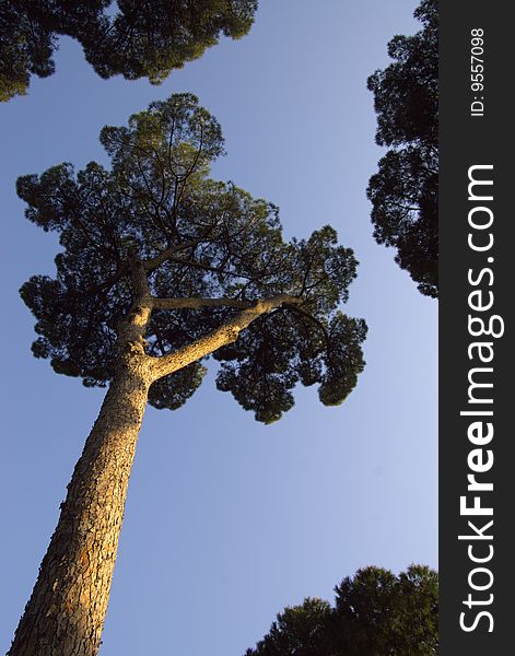 Evergreen pine trees in blue sky, wide angle top view. Evergreen pine trees in blue sky, wide angle top view