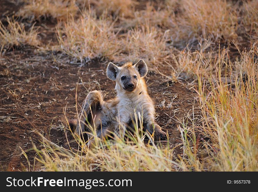 The Spotted Hyena (Crocuta crocuta), also known as the Laughing Hyena, Cape Wolf or Tiger Wolf is the largest species of hyena. It occurs in many different habitats, from extremely hot and arid lowland areas in its northern and southern ranges, to cold, mountainous terrains (South Africa). The Spotted Hyena (Crocuta crocuta), also known as the Laughing Hyena, Cape Wolf or Tiger Wolf is the largest species of hyena. It occurs in many different habitats, from extremely hot and arid lowland areas in its northern and southern ranges, to cold, mountainous terrains (South Africa)