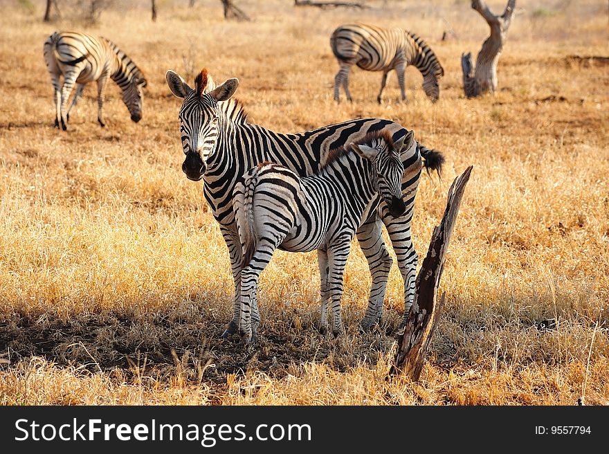 Group of Burchell's Zebras with a cub (Equus burchellii) in the savanna (South Afirca). Group of Burchell's Zebras with a cub (Equus burchellii) in the savanna (South Afirca).