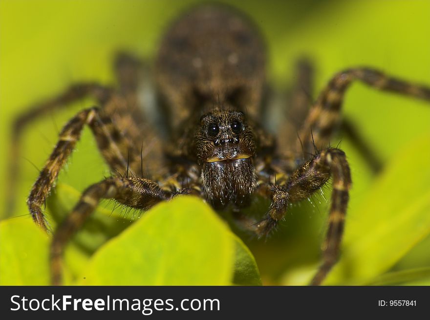 Close up of jumping spider (Salticidae)