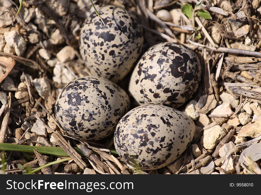 Killdeer eggs