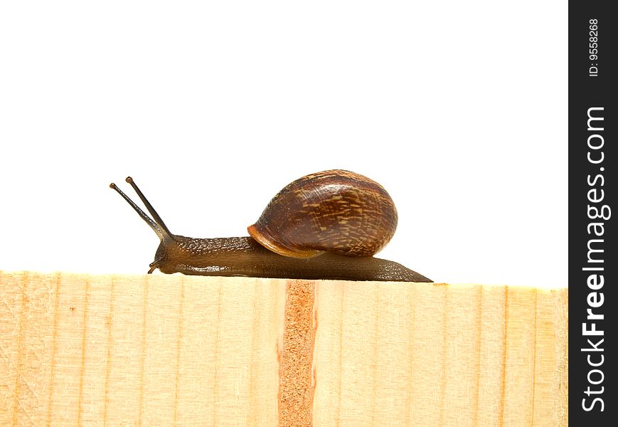 Snail on board with room for text.