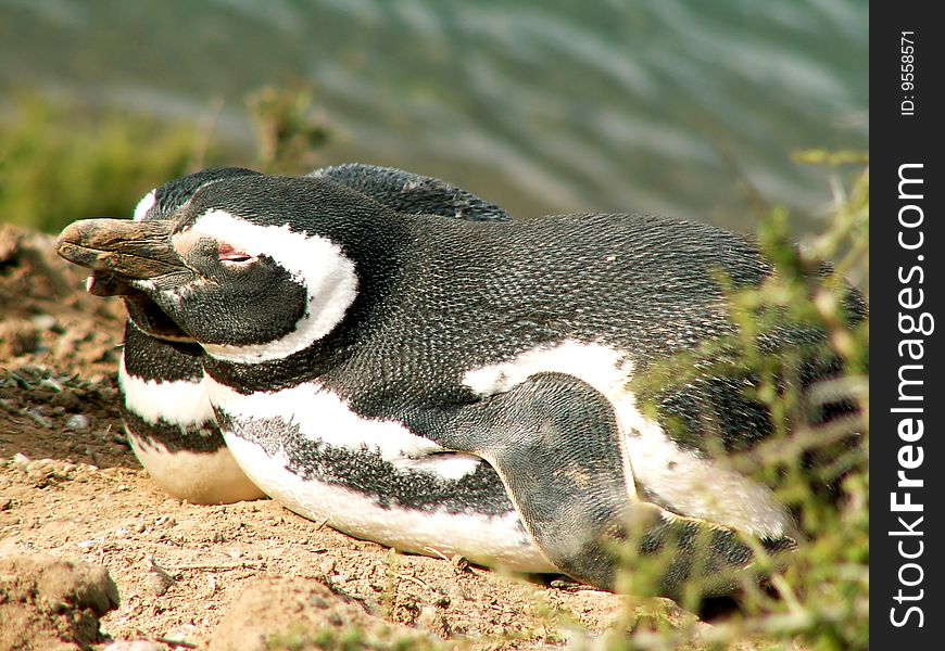 Magellan penguins in Peninsula Valdes, Argentina
