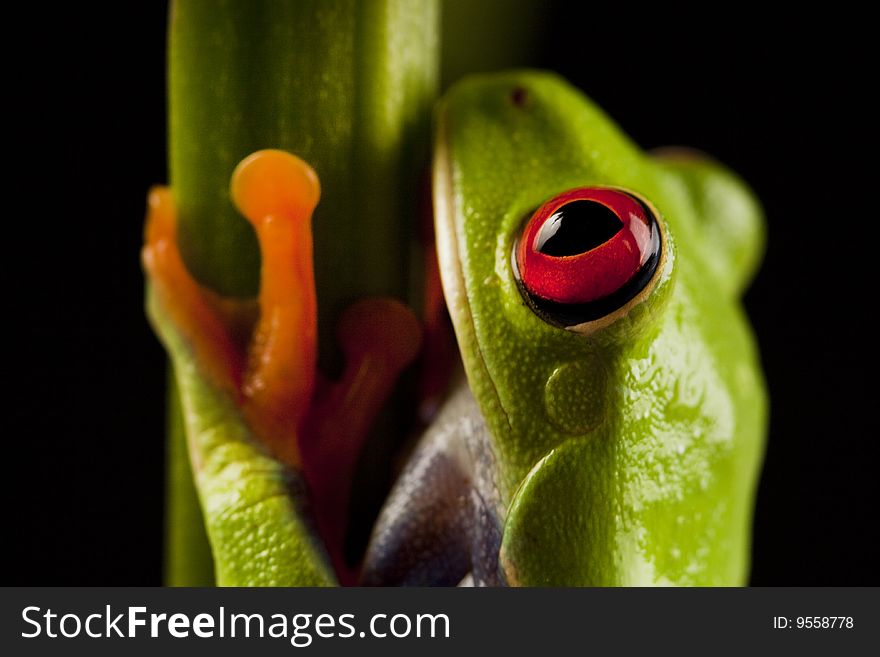 Exotic and beautiful full color frog, live in areas of Central America. Exotic and beautiful full color frog, live in areas of Central America