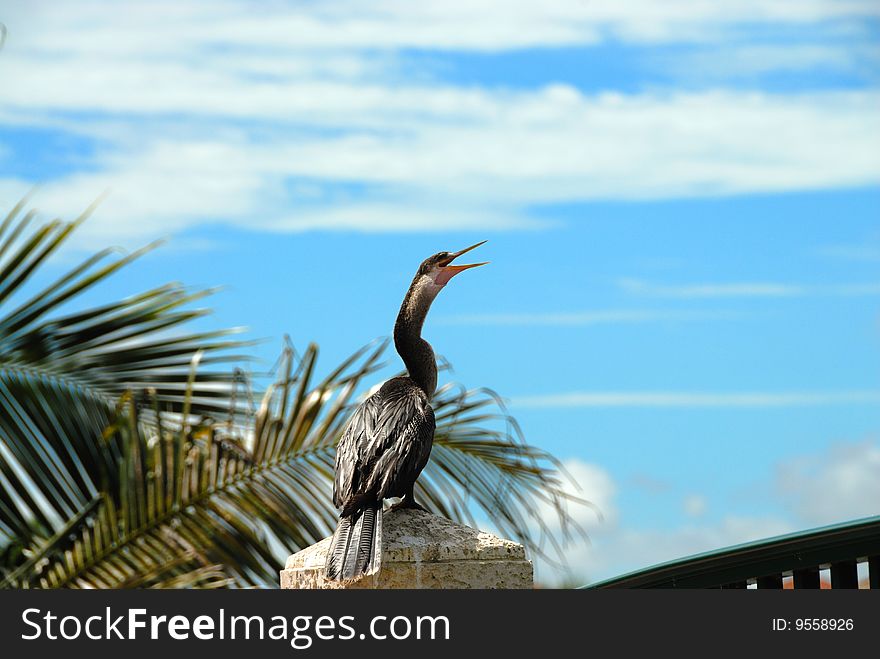 Florida bird