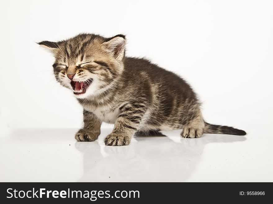 Cute striped kitten on white background