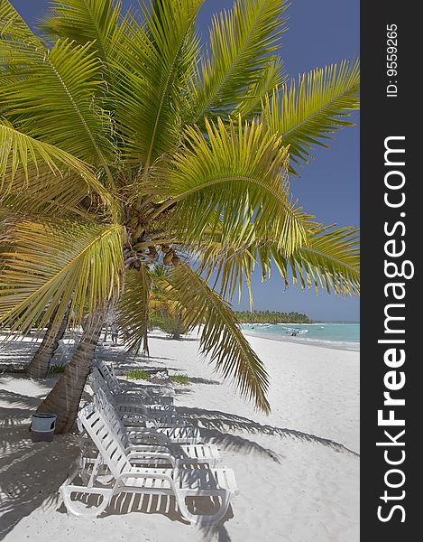 Palm tree on paradise tropical beach