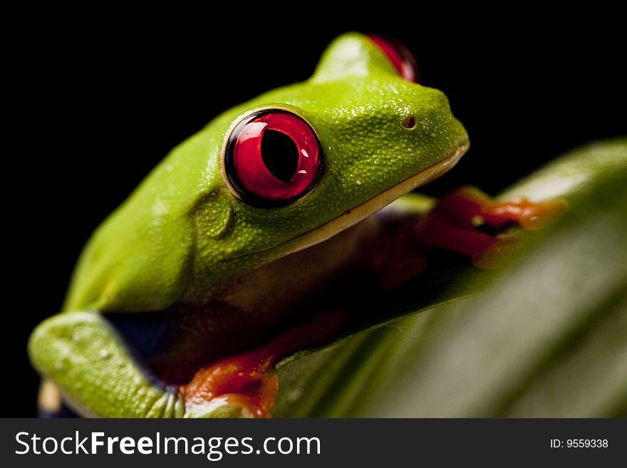 Exotic and beautiful full color frog, live in areas of Central America. Exotic and beautiful full color frog, live in areas of Central America