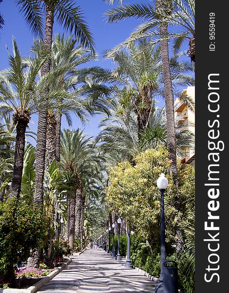 Pedestrian way with palm trees on both sides. Pedestrian way with palm trees on both sides