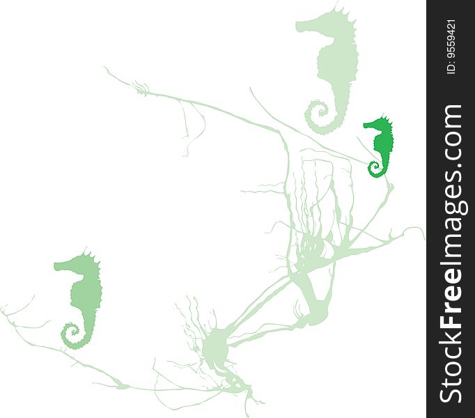 Three green seahorses hide in a mass of seaweed. Three green seahorses hide in a mass of seaweed.