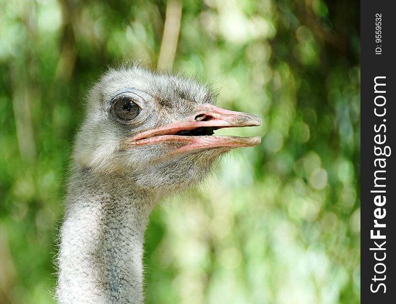 Ostrich portrait side view over blur green natural background