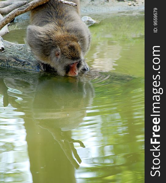 Monkey drinking water from greenish pool