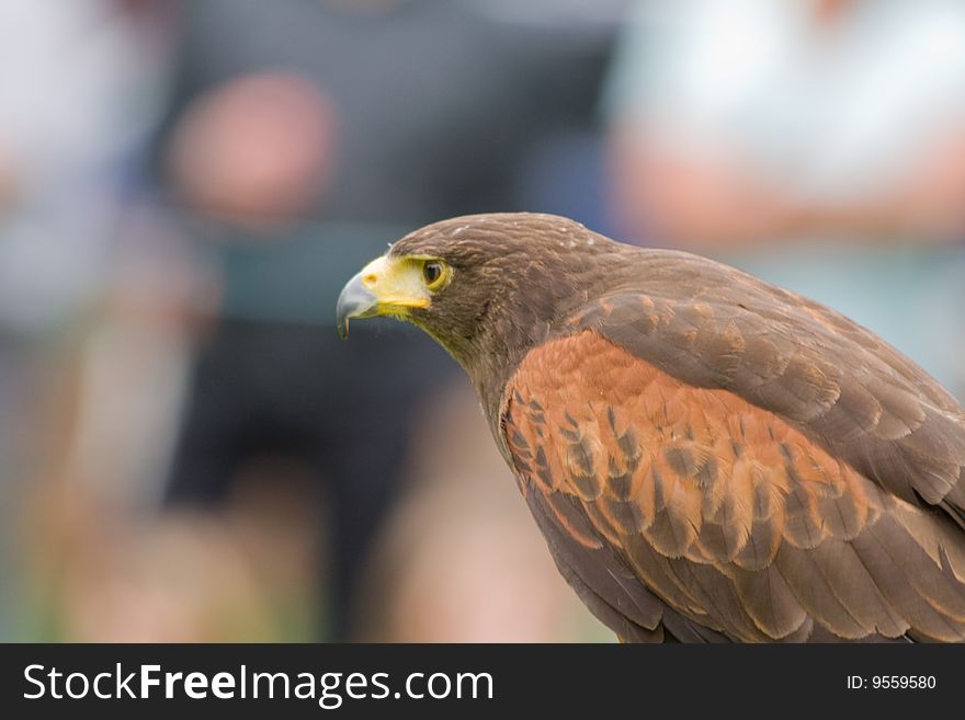 A harris hawk bird of prey concentrating on hunting