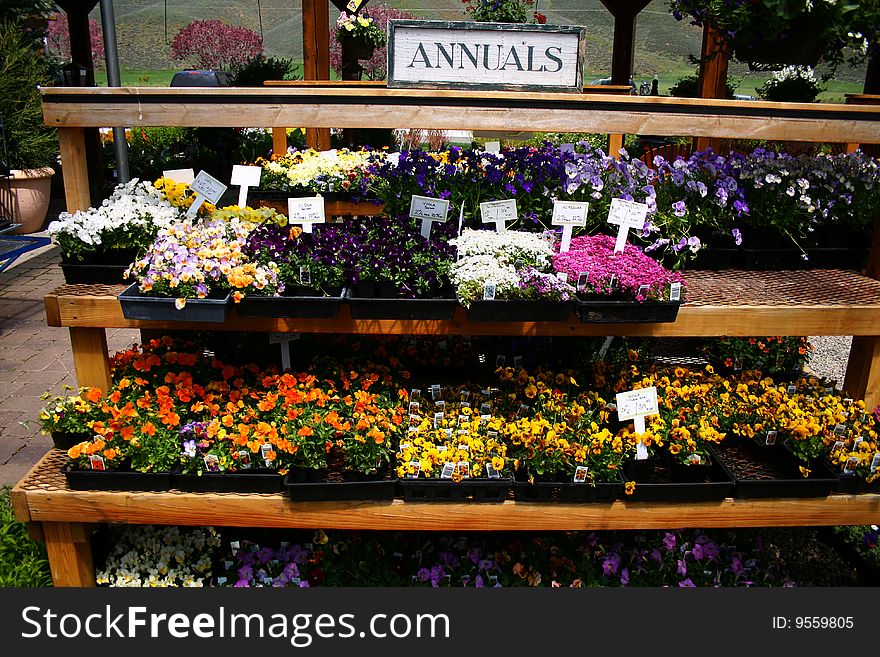 Flowers ready to buy and plant in Idaho. Flowers ready to buy and plant in Idaho
