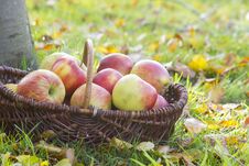 Fresh Apples In A Basket Stock Photography