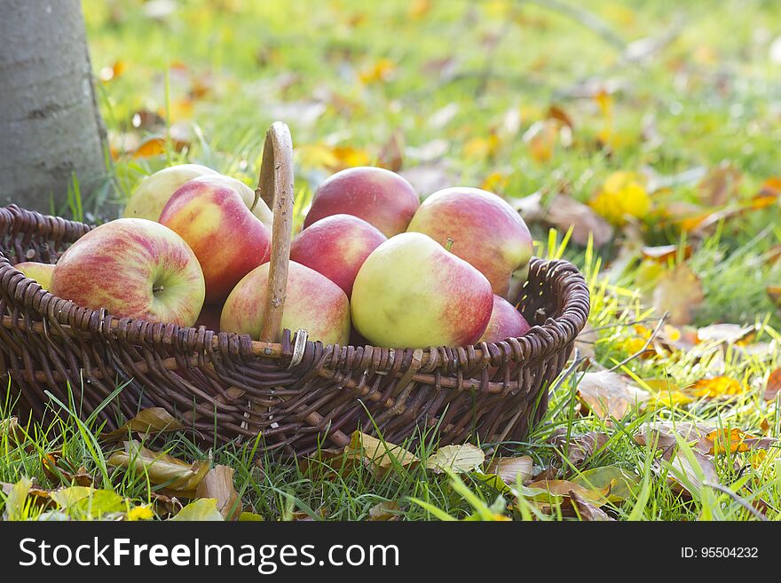 Fresh apples in a basket in the garden