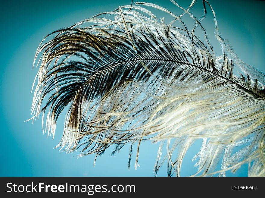 Feather, Close Up, Water, Organism