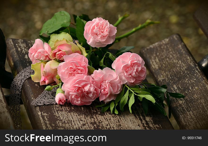 Flower, Pink, Flowering Plant, Rose