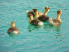 Free Bird, Fauna, Duck, Water Bird Stock Image - 95522651