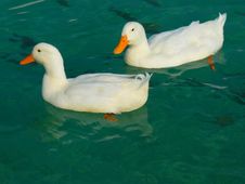 Free Duck, Bird, Water Bird, Ducks Geese And Swans Stock Images - 95523214