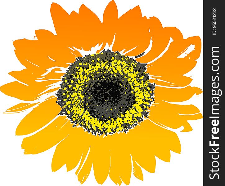 Flower, Sunflower, Flowering Plant, Yellow
