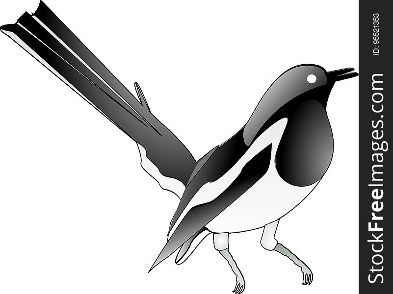 Bird, Beak, Black And White, Vertebrate