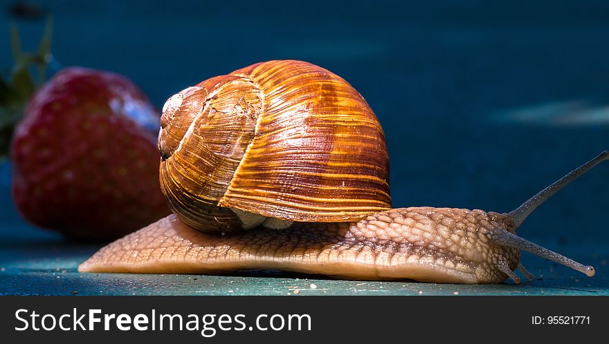 Snails And Slugs, Molluscs, Snail, Invertebrate