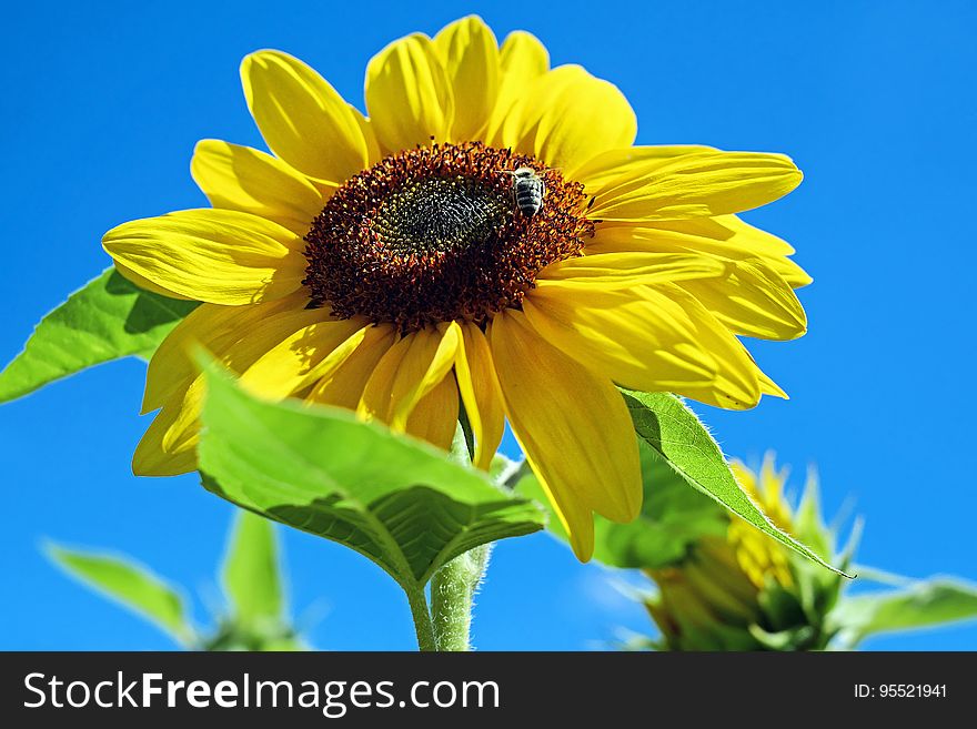 Flower, Sunflower, Sunflower Seed, Daisy Family