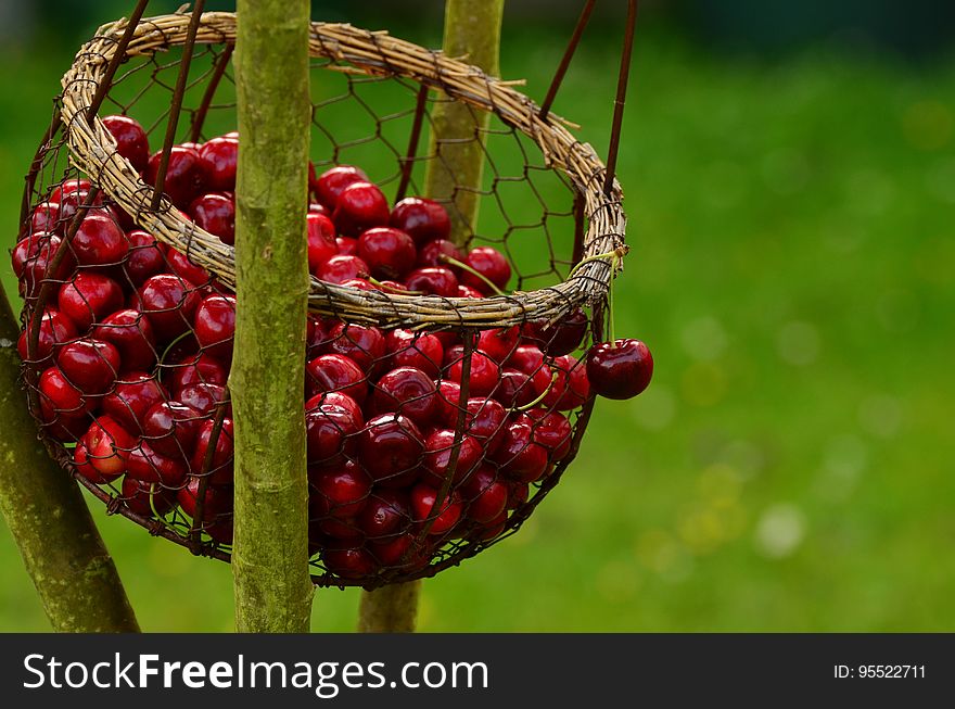 Berry, Fruit, Plant, Schisandra