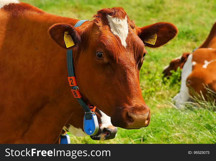 Cattle Like Mammal, Dairy Cow, Grazing, Grass