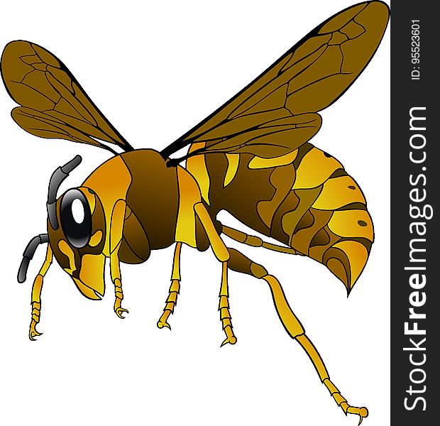 Insect, Honey Bee, Invertebrate, Yellow