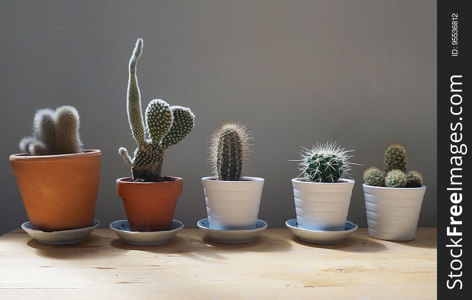 Cactus plants in small ceramic and terra cotta pots indoors. Cactus plants in small ceramic and terra cotta pots indoors.