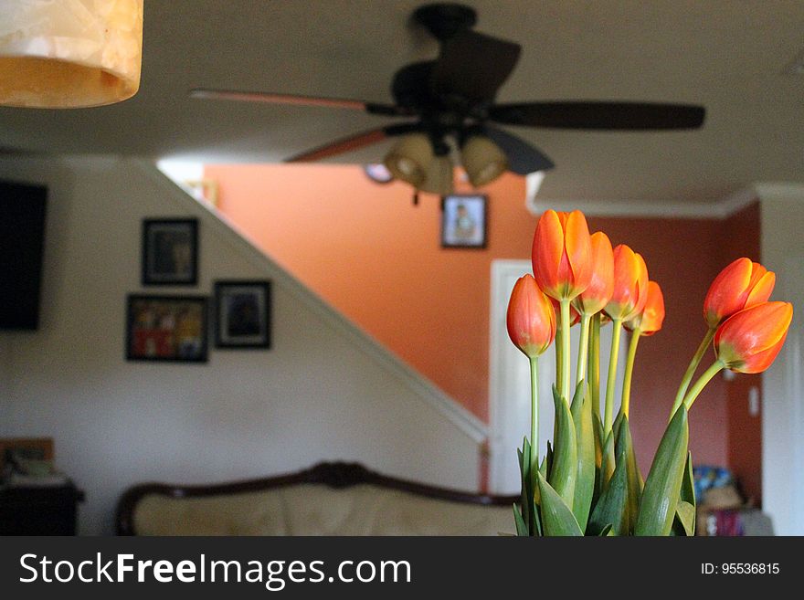 Orange tulips in arrangement inside home living room. Orange tulips in arrangement inside home living room.