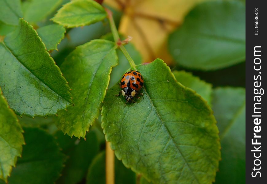 Close up of spotted ladybug on green leaf.