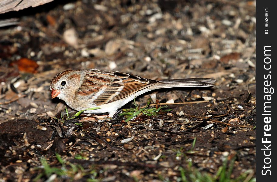 Brown and White Small Bird