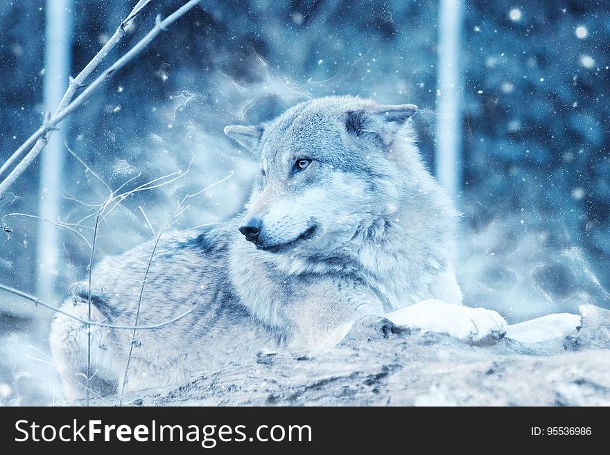 Profile portrait of wolf in snow falling in forest. Profile portrait of wolf in snow falling in forest.