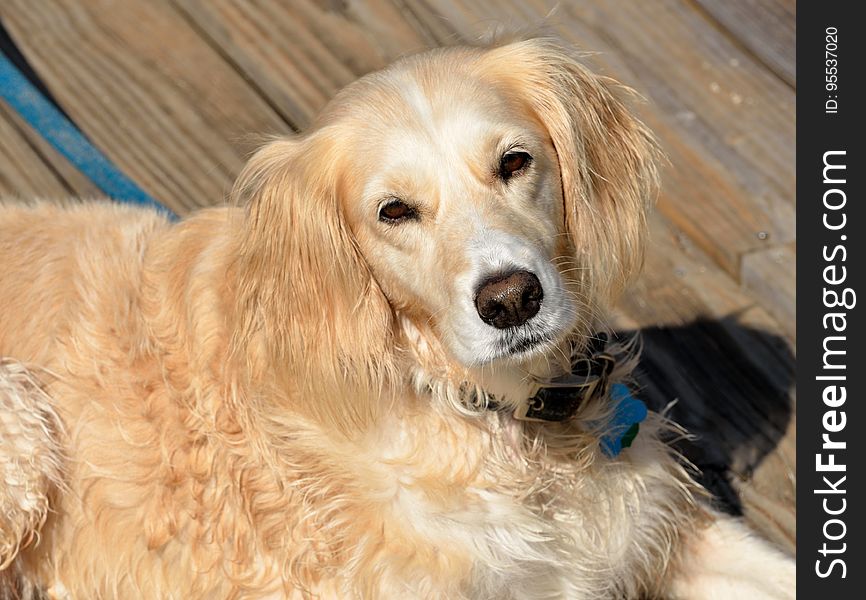 Portrait of golden Retriever (gold and white color) with brown eyes and brown nose standing on wooden decking looking up.