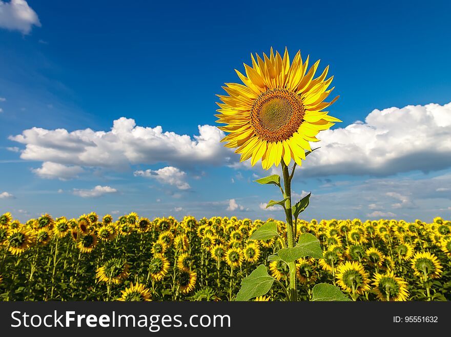Flowers Of A Sunflower Field With A Blue Sky