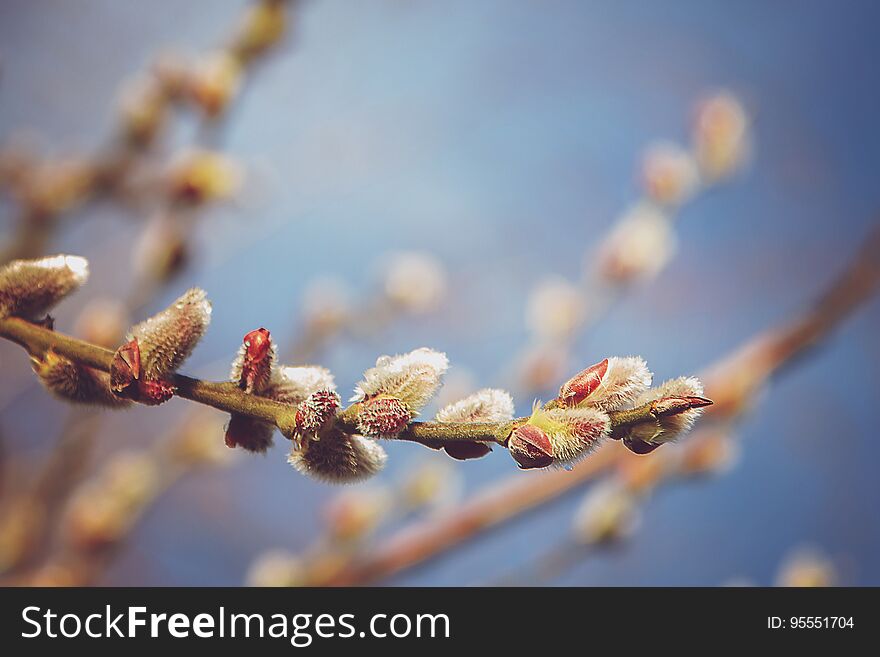 Flowering willow branches against the blue sky.