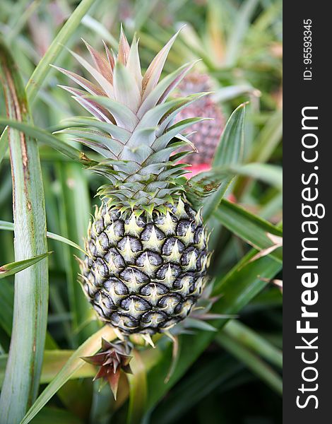 Plant, Pineapple, Food, Ananas