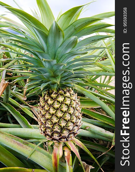 Pineapple, Plant, Natural material, Ananas, Fruit, Terrestrial plant