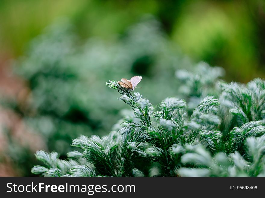 Brown Moth