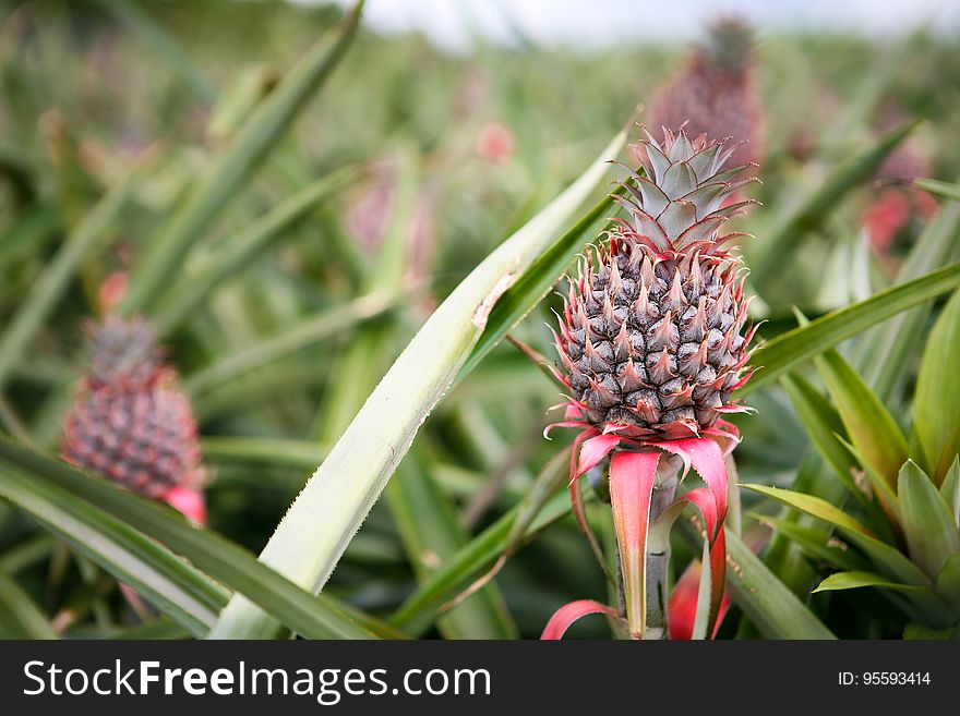 Plant, Flower, Terrestrial Plant, Grass