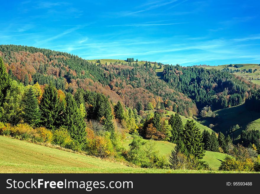 Forest on hillside in country with green fields on sunny day.